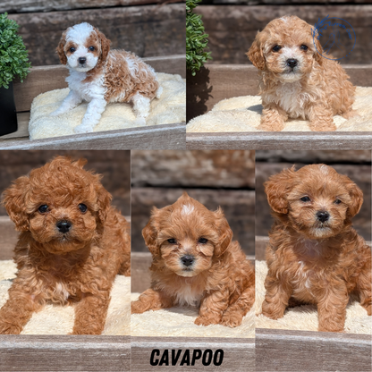 CAVAPOO (MAY 12) MALES