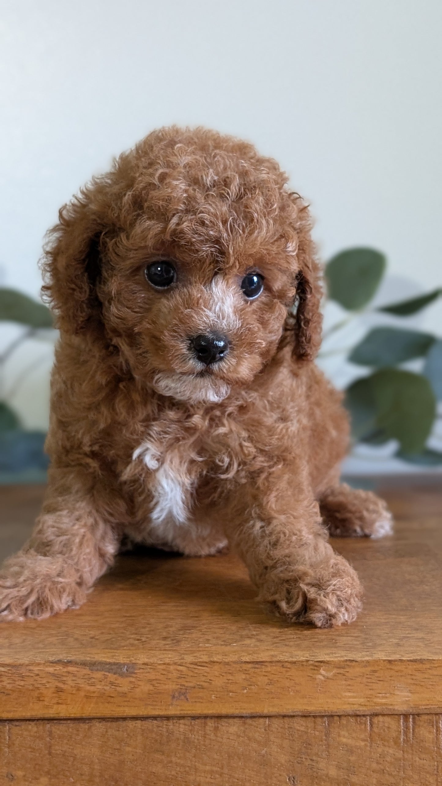 CAVAPOO (JUN 25) FEMALES