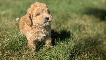 TOY POODLE (08/05) MALE