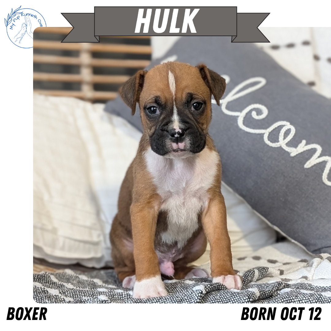BOXER (OCT 12) MALES