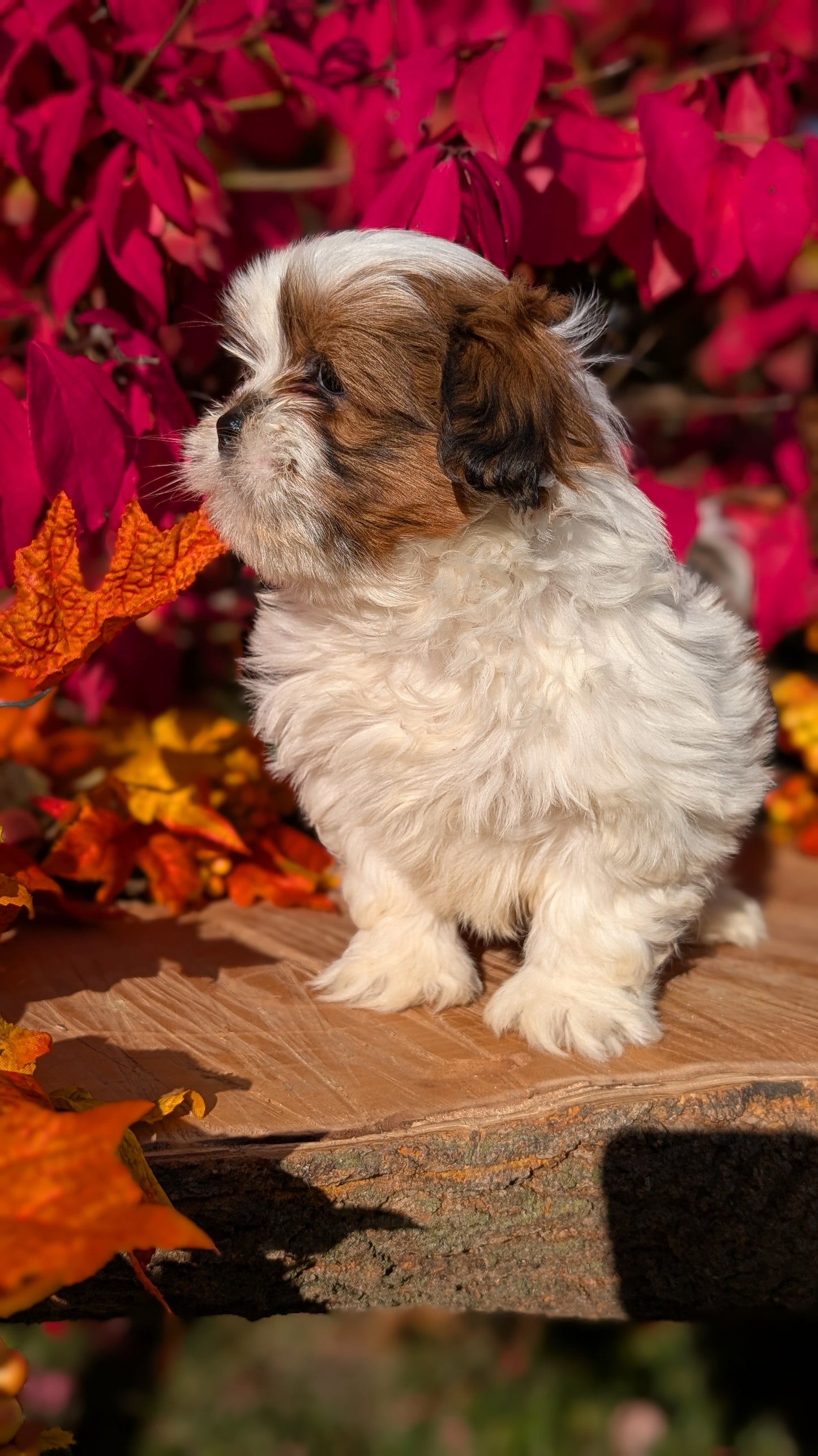 SHIH TZU (09/03) MALE