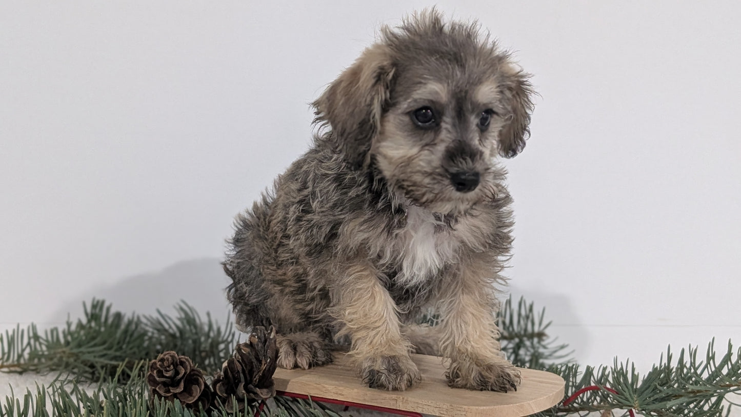 SCHNOODLE (09/20) MALE