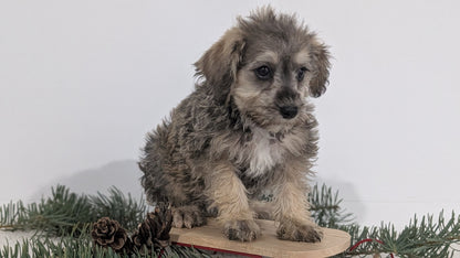 SCHNOODLE (09/20) MALE