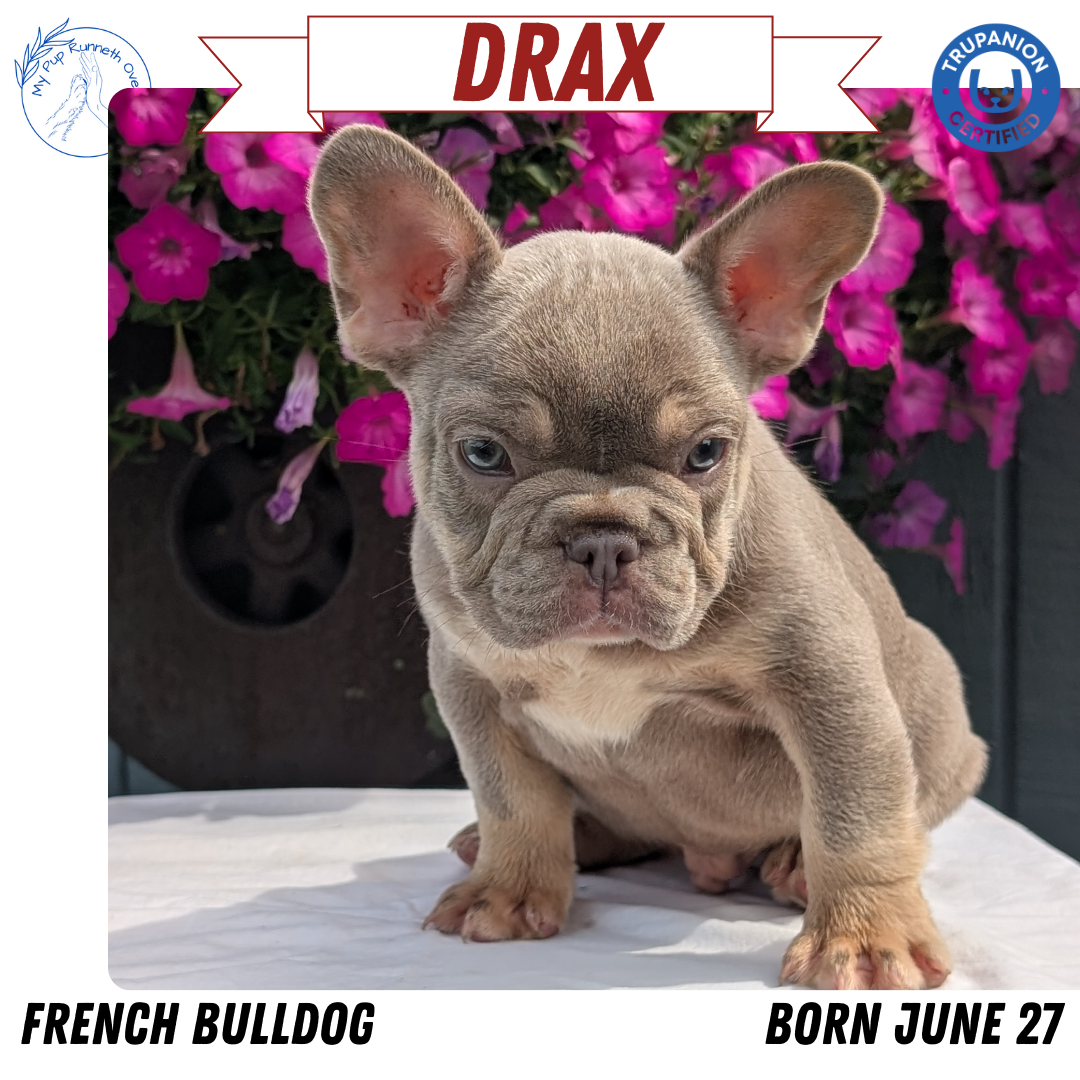 FRENCH BULLDOG (06/27) MALE