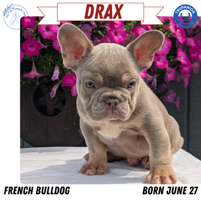 FRENCH BULLDOG (06/27) MALE