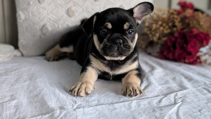 FRENCH BULLDOG (MAY 27) MALES