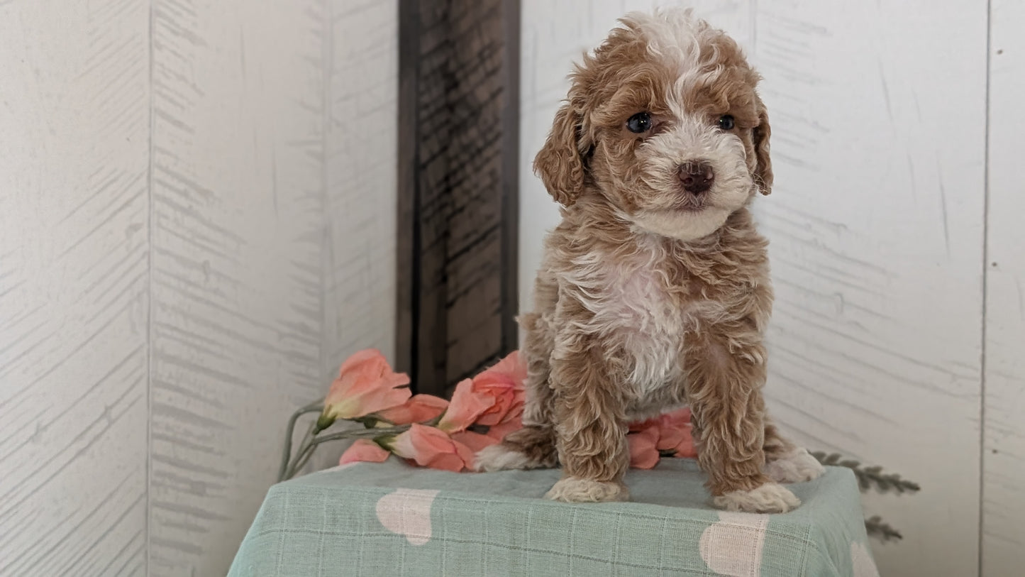 COCKAPOO (FEB 04) FEMALES