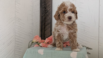 COCKAPOO (FEB 04) FEMALES