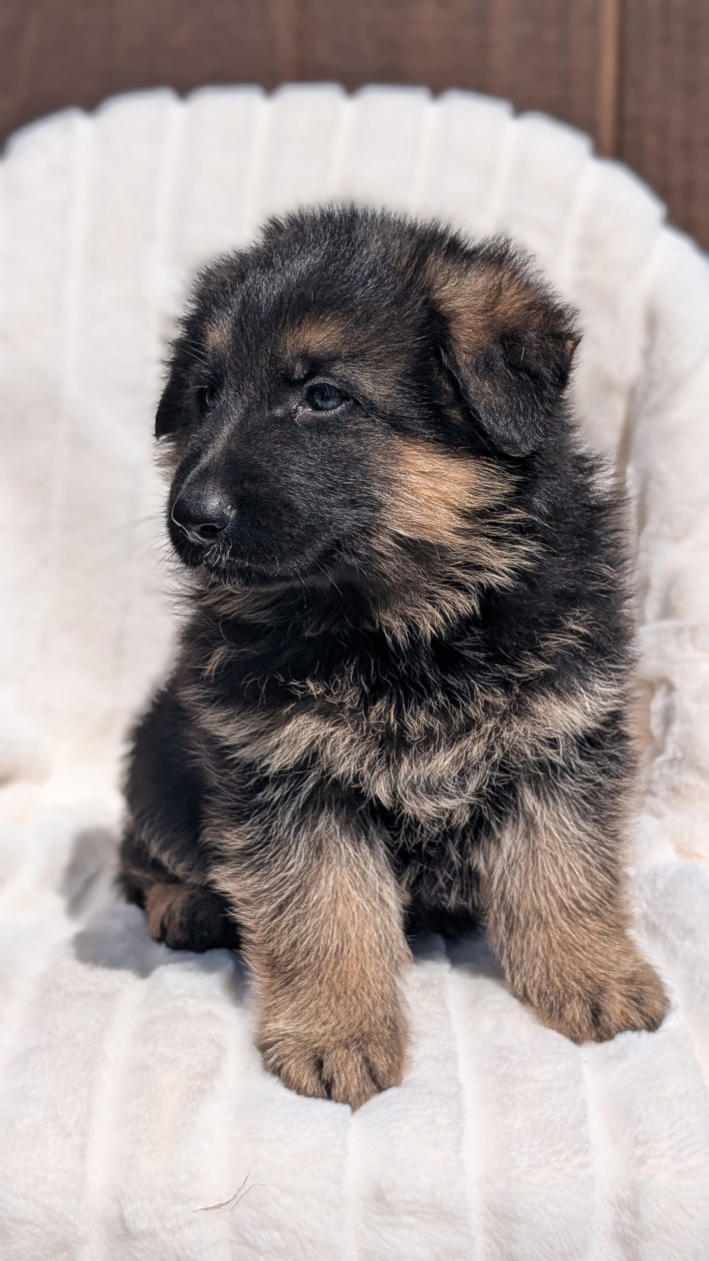GERMAN SHEPHERD (MAR 28) MALES