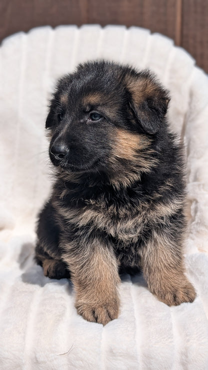 GERMAN SHEPHERD (MAR 28) MALES