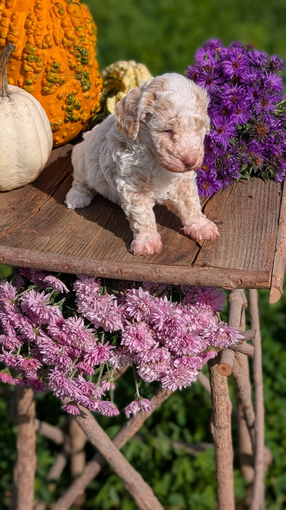 TOY POODLE (08/28) FEMALE