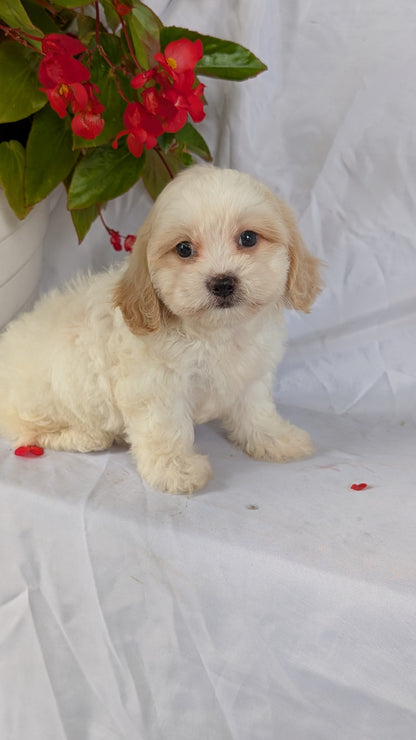 TEDDY BEAR (06/29) FEMALE