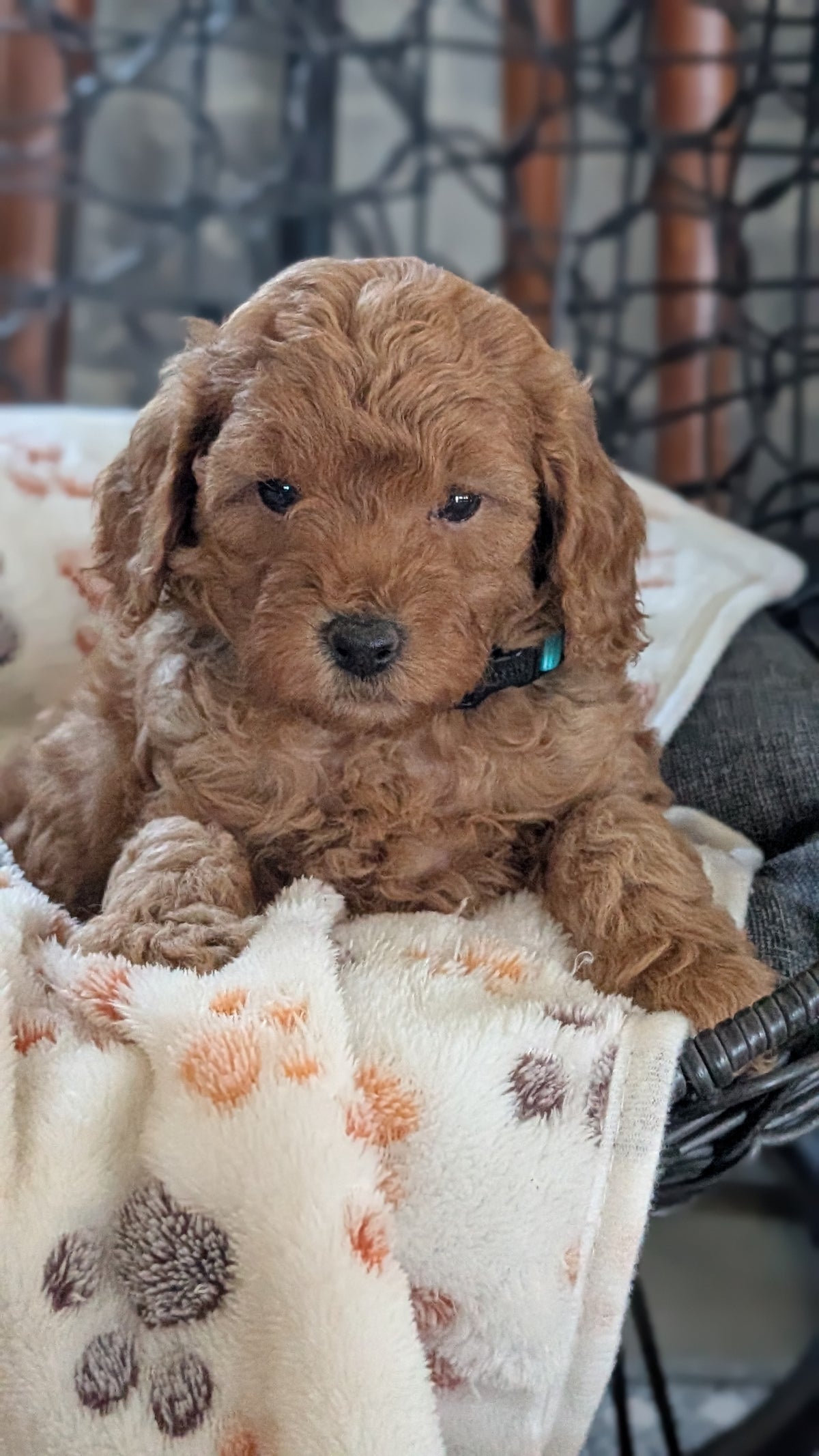 TOY POODLE (SEP 10) 4 MALES/2 FEMALES