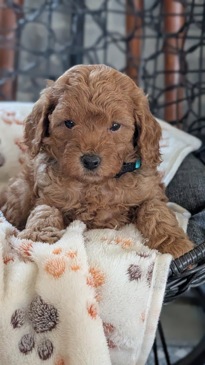 TOY POODLE (SEP 10) 4 MALES/2 FEMALES