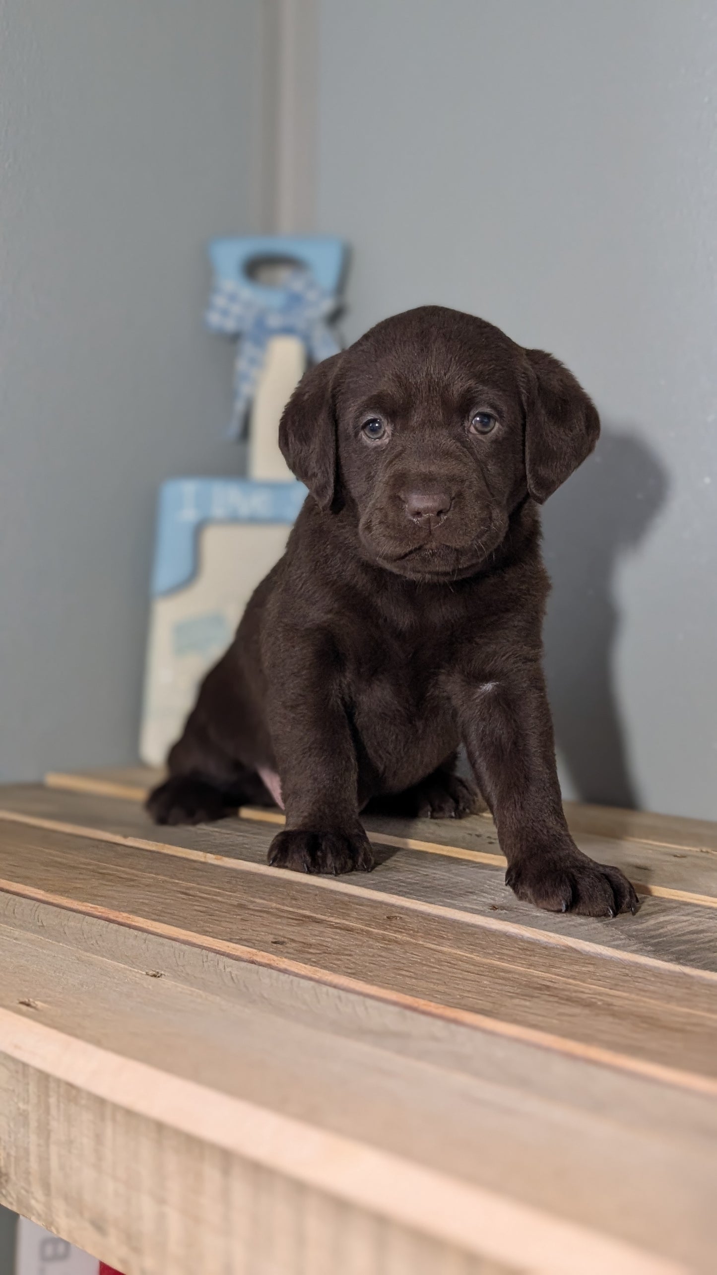 LABRADOR RETRIEVER (JAN 18) FEMALES