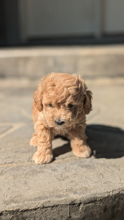 TOY POODLE (08/05) MALE