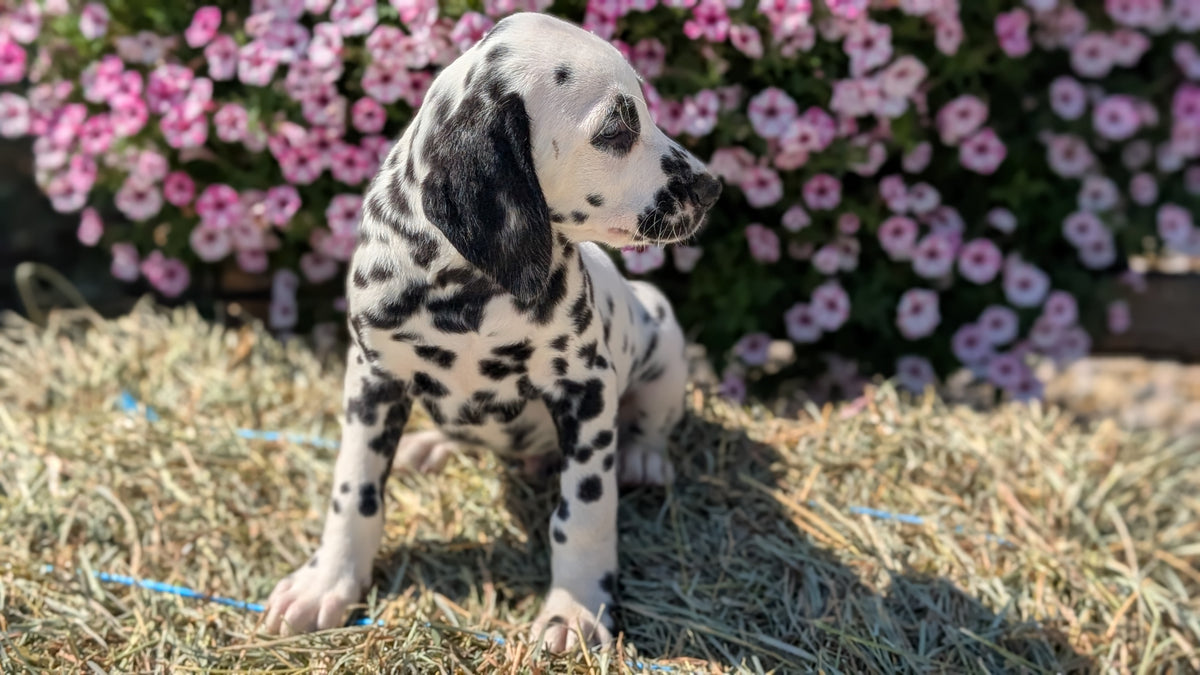 DALMATIAN (JUN 29) MALES