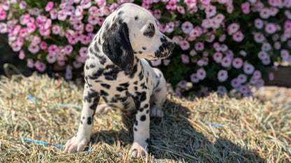 DALMATIAN (JUN 29) MALES