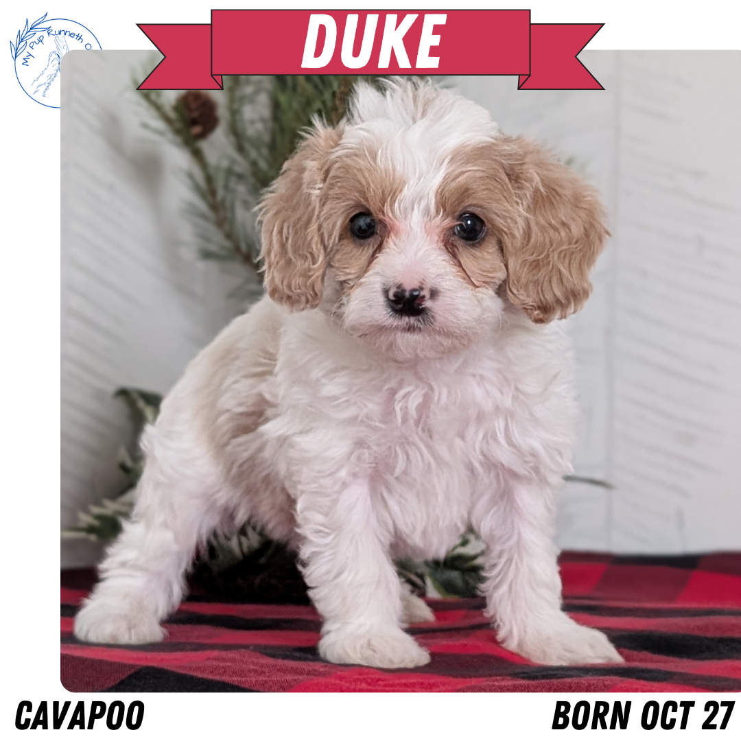 CAVAPOO (OCT 27) MALE