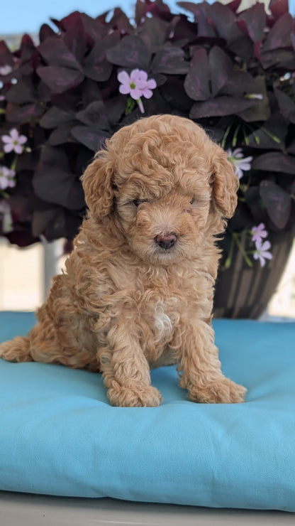 TOY POODLE (MAY 26) MALES