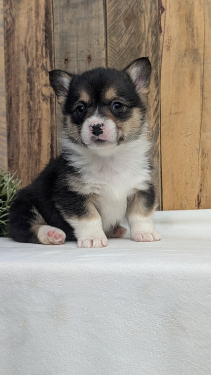 CORGI (JAN 09) MALES