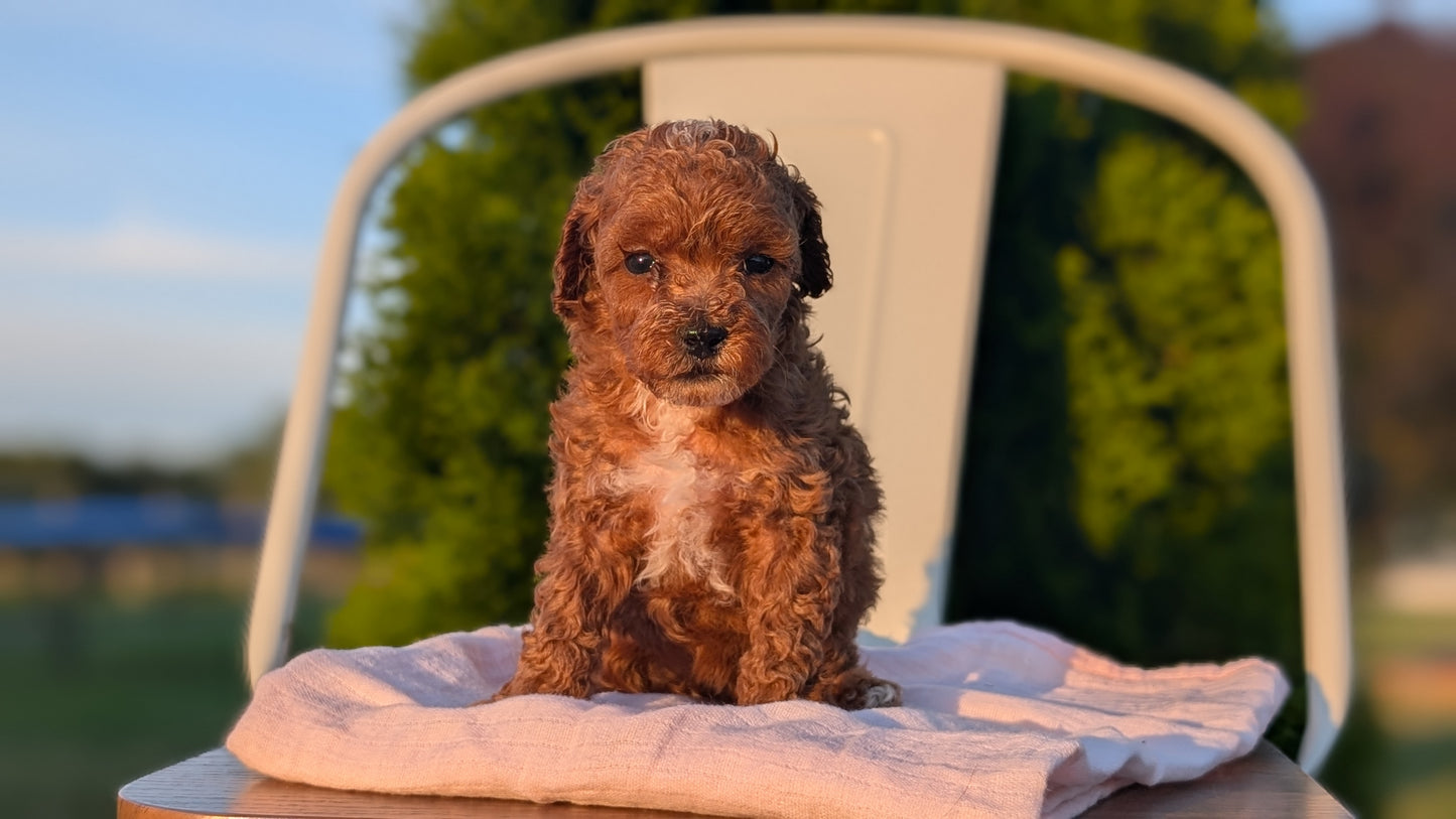 MINI POODLE (MAY 12) FEMALES