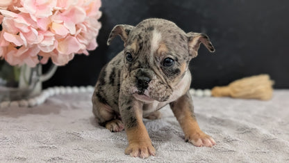 ENGLISH BULLDOG (FEB 09) FEMALES