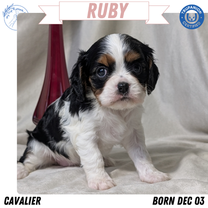 CAVALIER (DEC 03) FEMALES