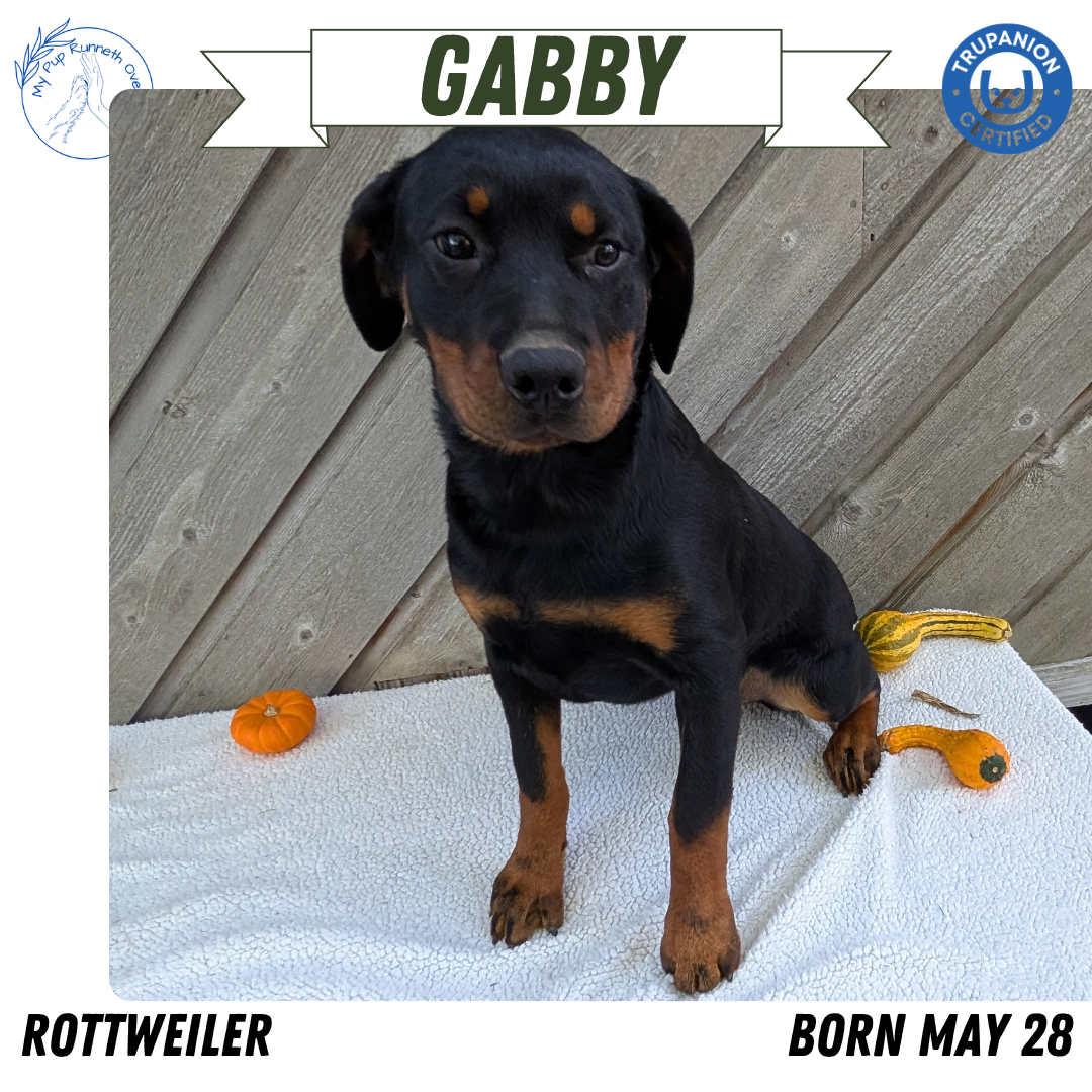 ROTTWEILER (05/28) FEMALE