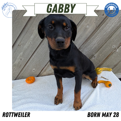 ROTTWEILER (05/28) FEMALE