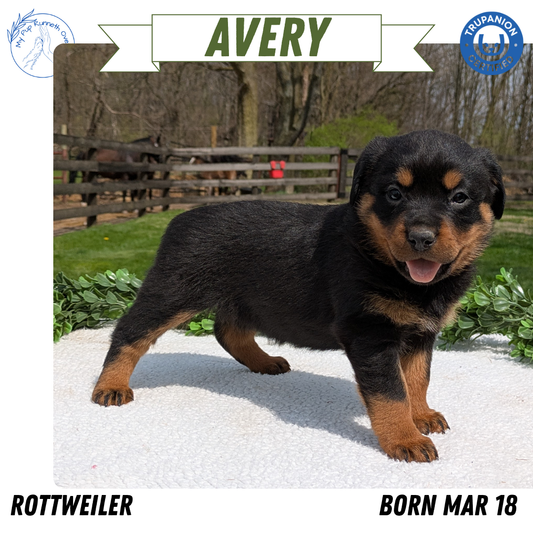 ROTTWEILER (03/18) FEMALE