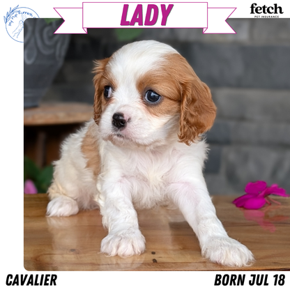 CAVALIER (JUL 18) 3 FEMALES/2 MALES