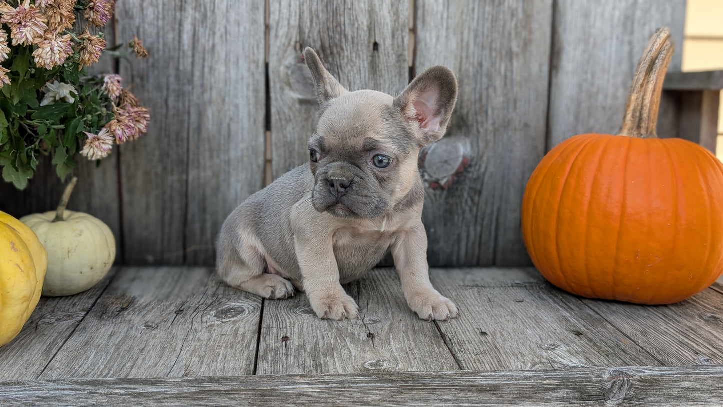 FRENCH BULLDOG (09/09) FEMALE