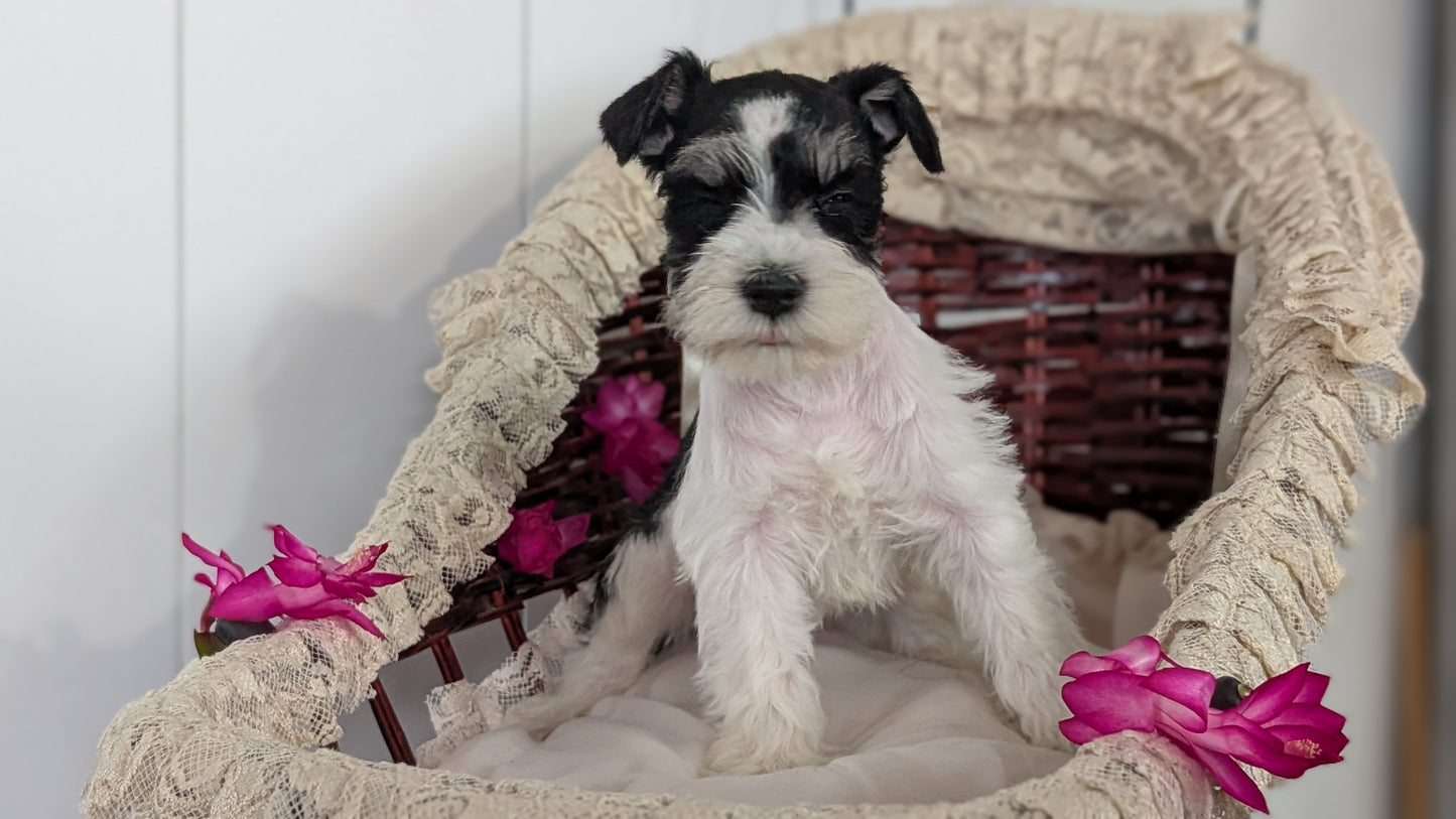 MINI SCHNAUZER (JAN 10) FEMALES