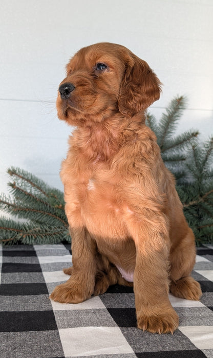 IRISH SETTER (NOV 02) FEMALE