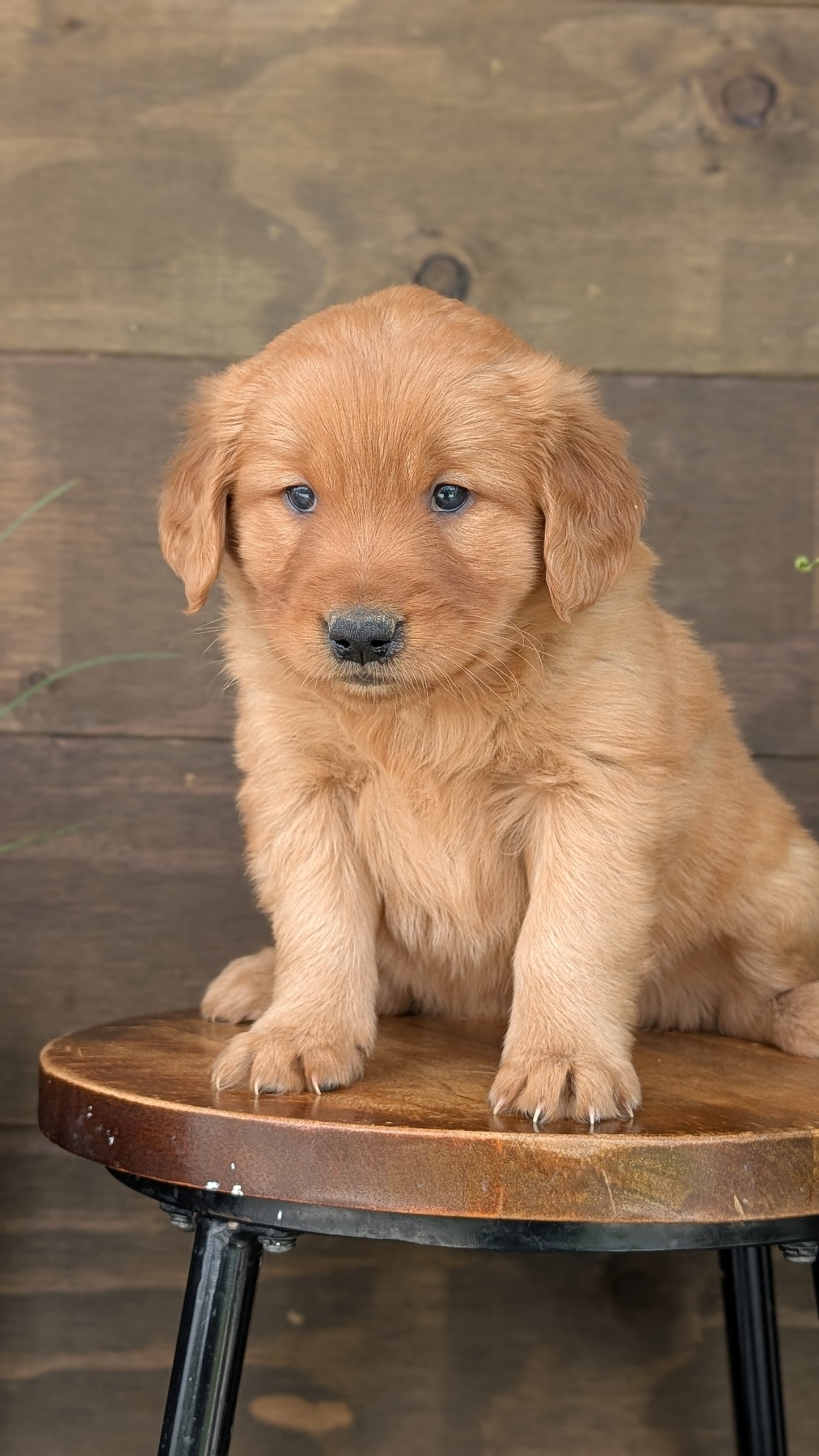 GOLDEN RETRIEVER (MAR 27) FEMALES
