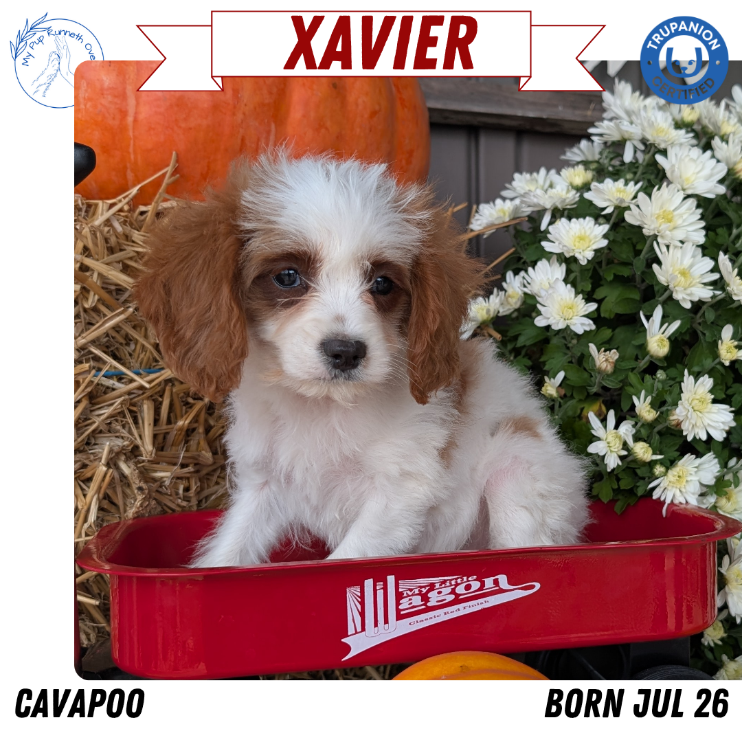 CAVAPOO (07/26) MALE