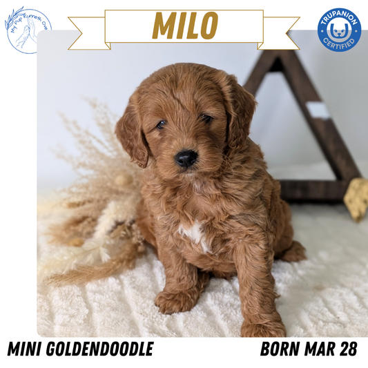 MINI GOLDENDOODLE (03/28) MALE