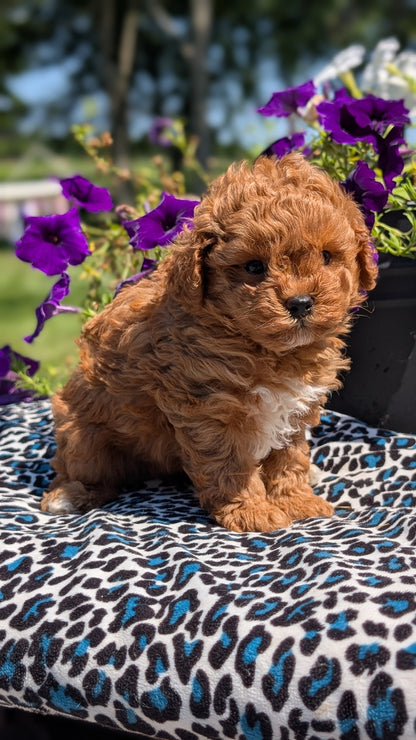 TOY POODLE (JUN 25) MALES