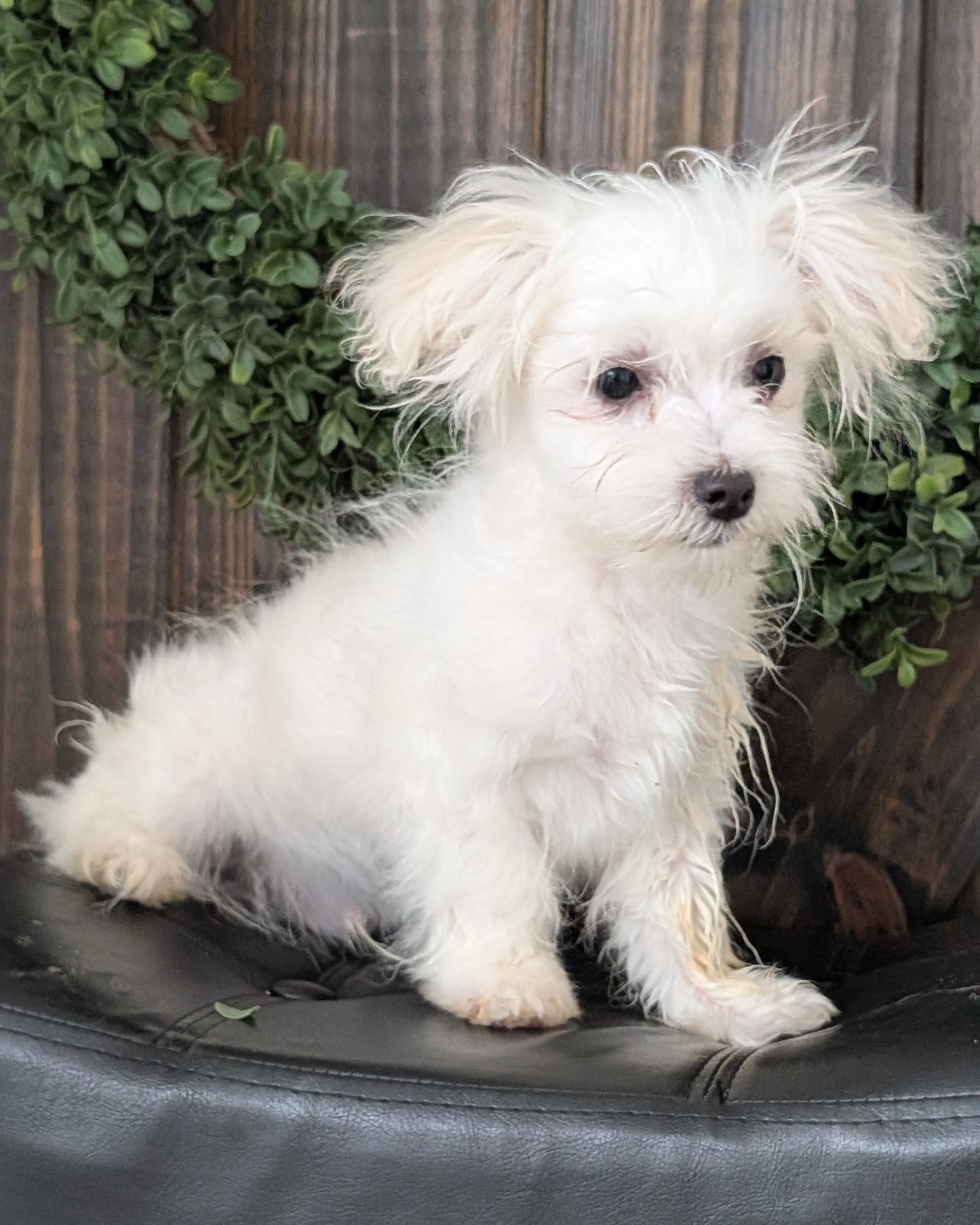 MALTESE (NOV 15) MALES