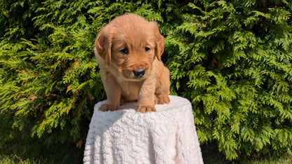 GOLDEN RETRIEVER (07/16) FEMALE