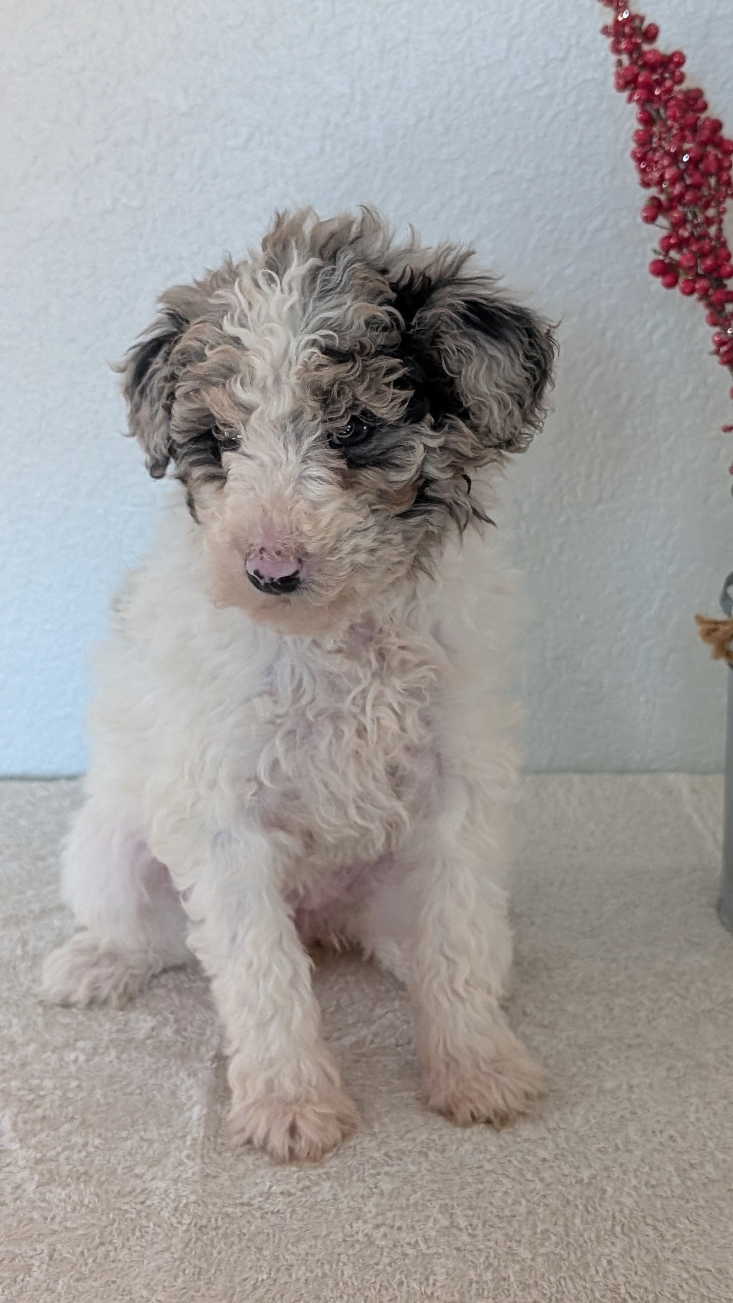 MINI BERNEDOODLE (OCT 15) FEMALES