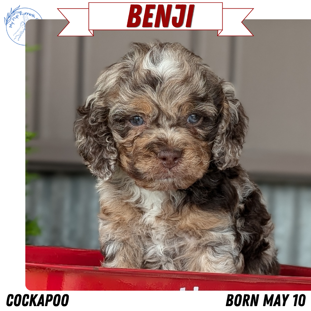 COCKAPOO (MAY 10) MALES