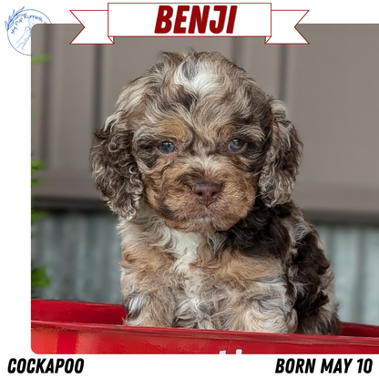 COCKAPOO (MAY 10) MALES