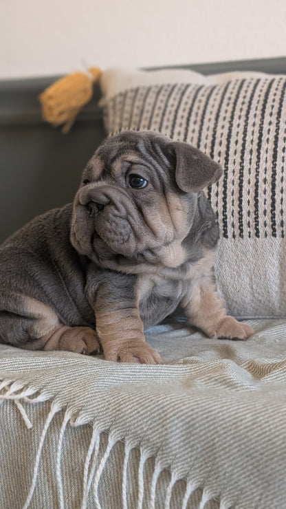 FRENCH BULLDOG (JAN 09) MALES