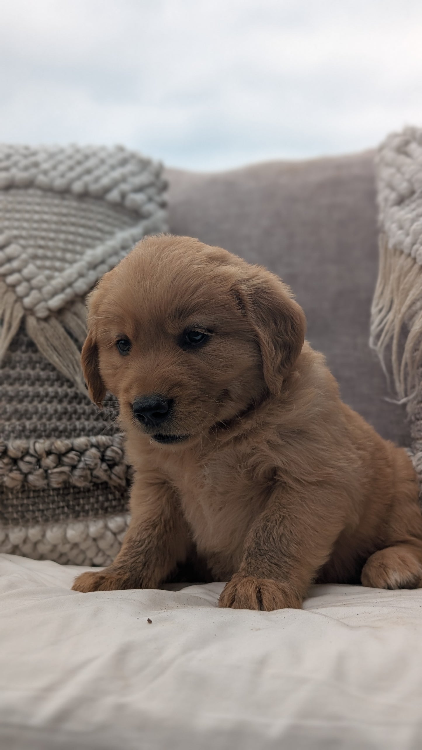 GOLDEN RETRIEVER (JUL 01) MALES