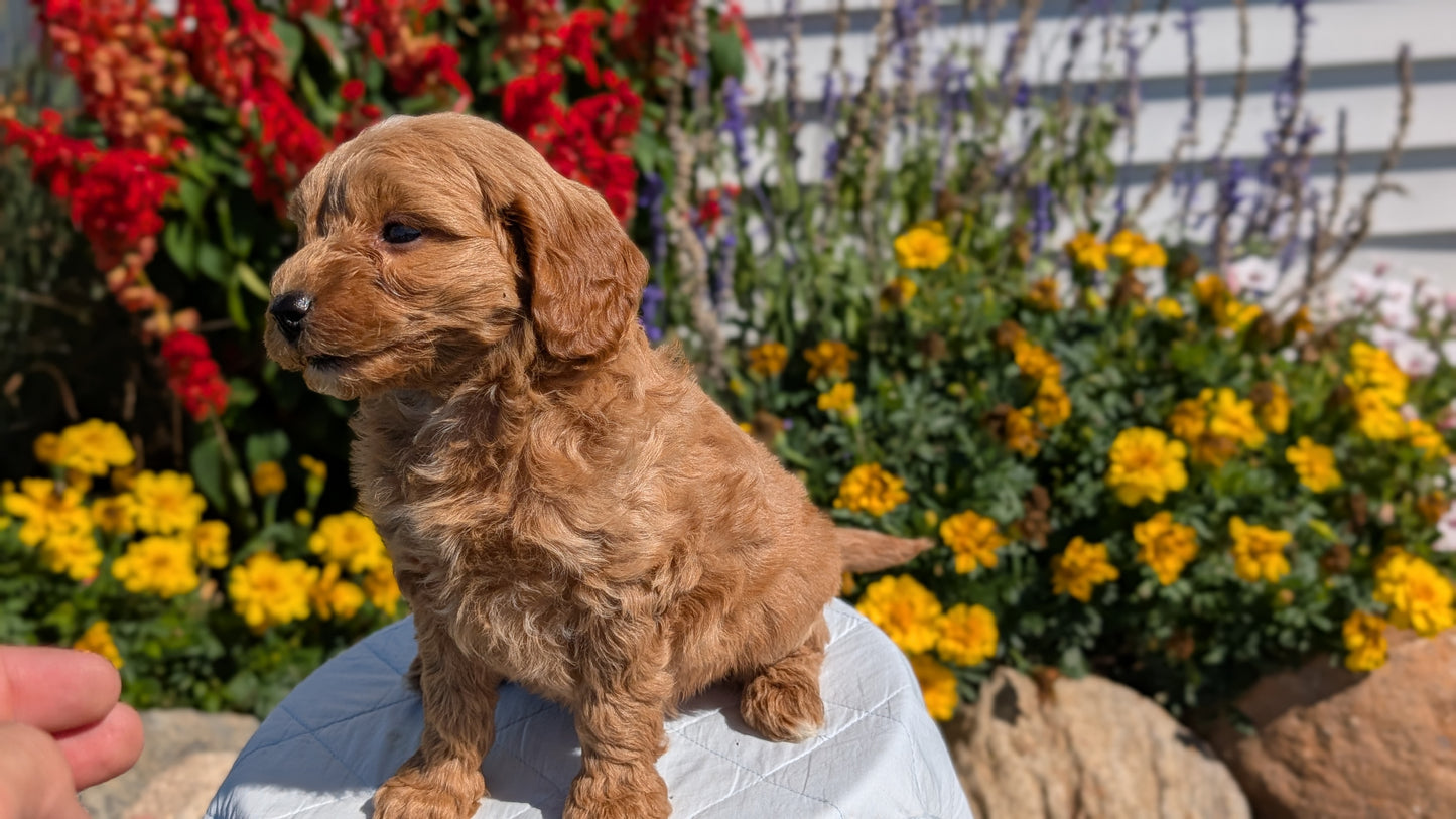 MINI GOLDENDOODLE (08/15) FEMALE