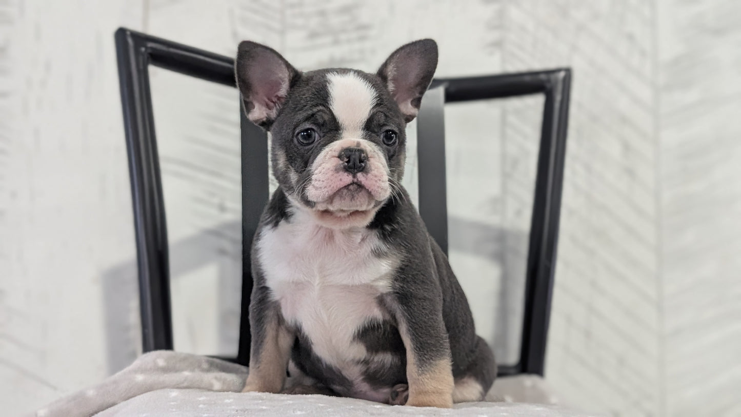 FRENCH BULLDOG (NOV 18) FEMALE