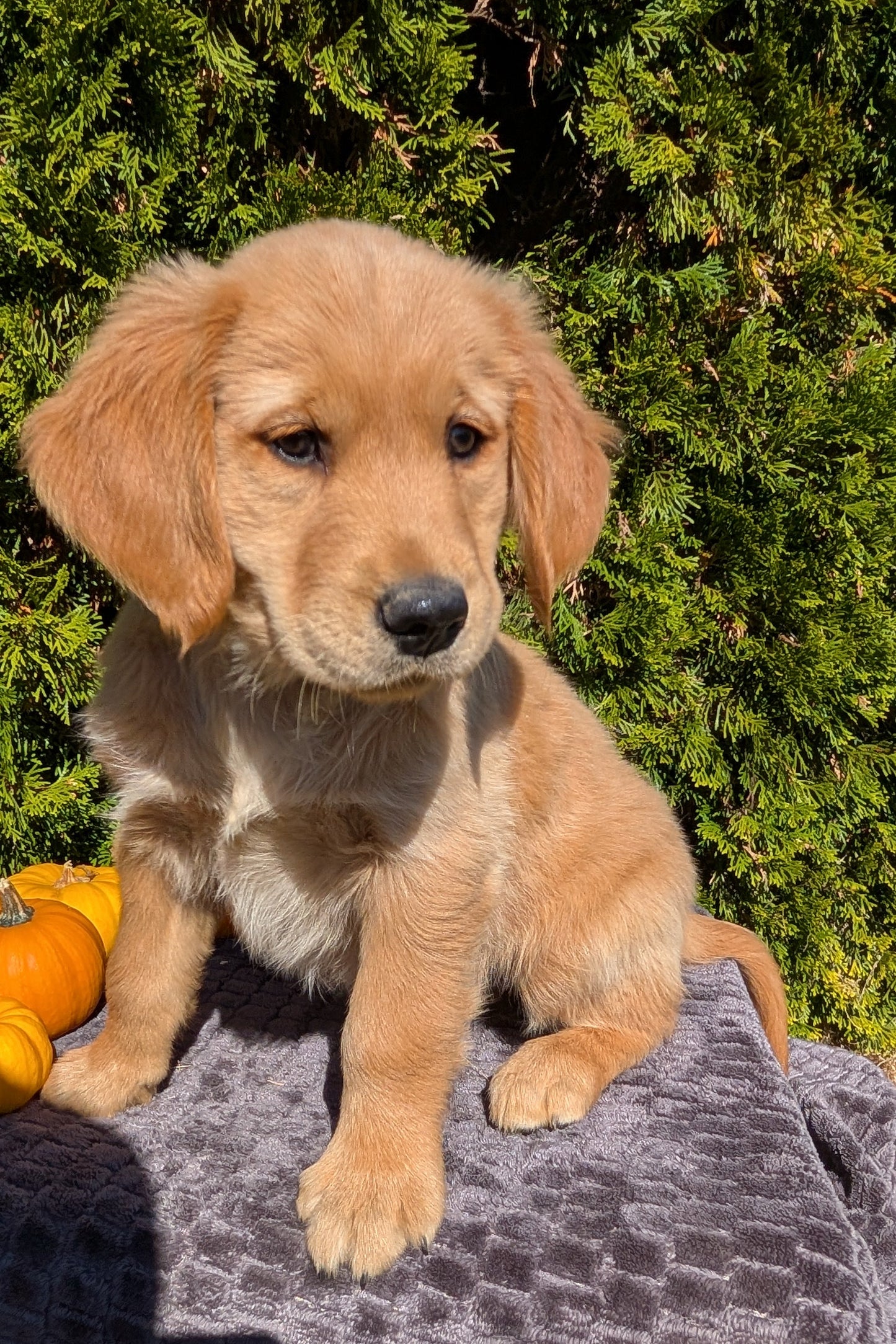 GOLDEN RETRIEVER (08/14) MALE