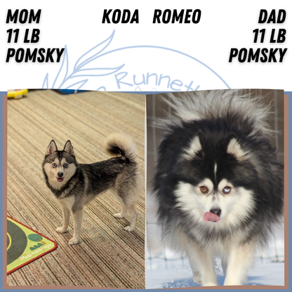POMSKY (NOV 15) MALE